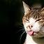 futurecat