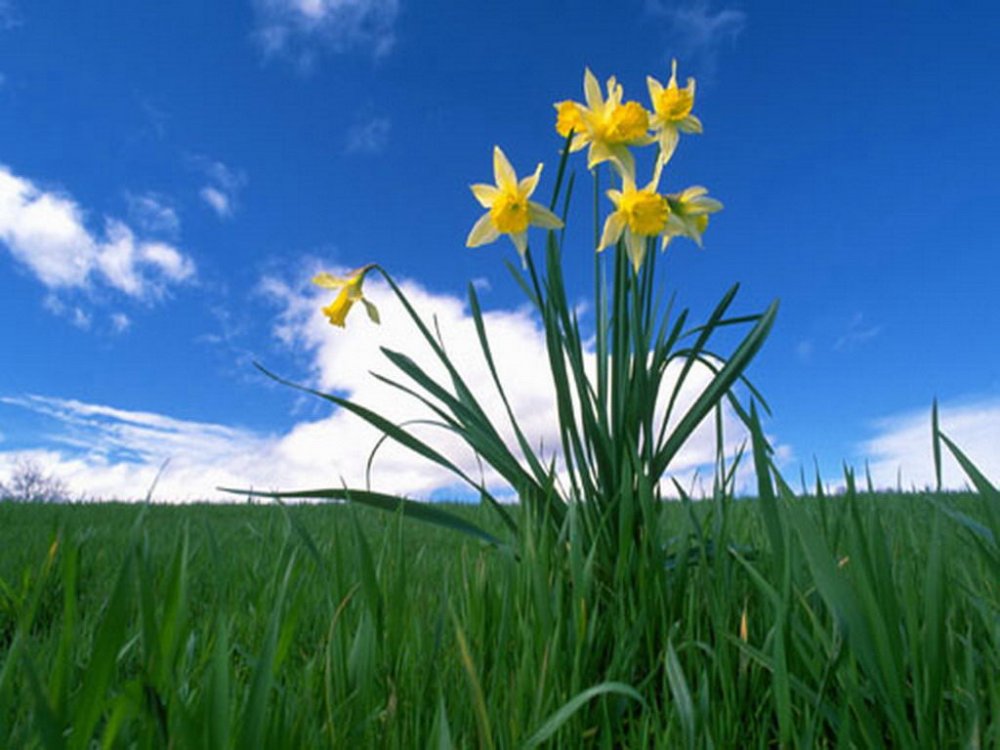 flowers_photo_29.thumb.jpg.1f342856f41654ad853023dd8eddd167.jpg